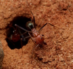 Iridomyrmex sanguineus