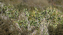 Melaleuca globifera
