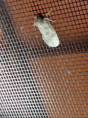 Acrolophus arcanella