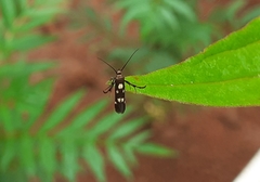 Eretmocera impactella