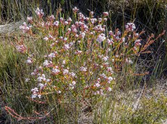 Leucopogon apiculatus