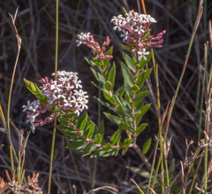 Leucopogon apiculatus