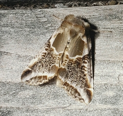 Habrosyne scripta