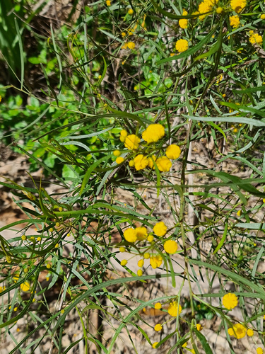 Tooth-bearing Acacia (Acacia dentifera)