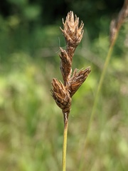 Carex bicknellii