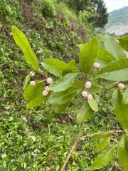 Daphnopsis americana