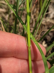 Carex bicknellii