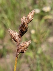 Carex bicknellii