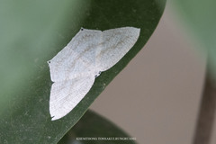 Acropteris ciniferaria