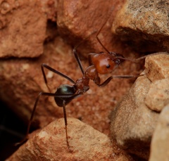 Iridomyrmex sanguineus