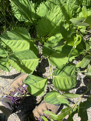 Sanguisorba stipulata