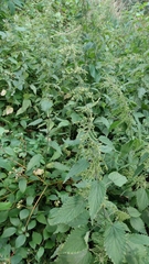 Urtica dioica