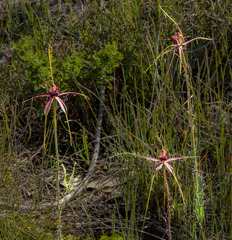 Caladenia decora