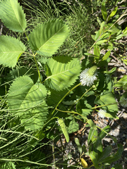 Sanguisorba stipulata