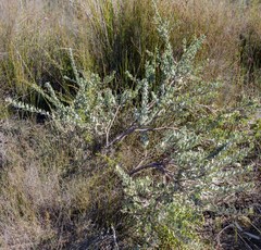 Adenanthos cuneatus
