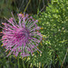 Isopogon formosus formosus - Photo (c) vr_vr, some rights reserved (CC BY-NC)