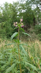 Impatiens glandulifera