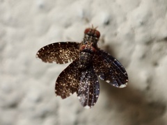 Trypetisoma sticticum