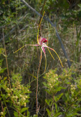 Caladenia decora