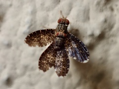 Trypetisoma sticticum