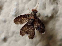 Trypetisoma sticticum