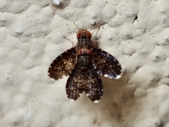 Trypetisoma sticticum