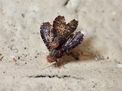 Trypetisoma sticticum