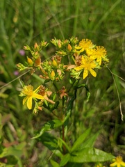 Hypericum adpressum