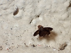 Trypetisoma sticticum