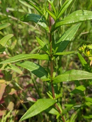 Hypericum adpressum