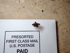 Trypetisoma sticticum