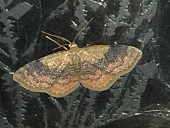 Leptostales ferruminaria