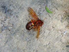 Sphecius convallis