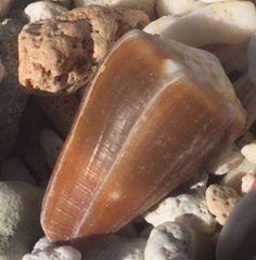 Conus sanguinolentus