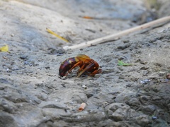 Sphecius convallis