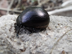 Leptinotarsa behrensi