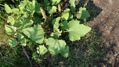 Xanthium strumarium