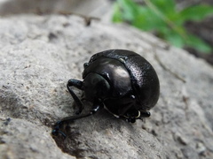 Leptinotarsa behrensi