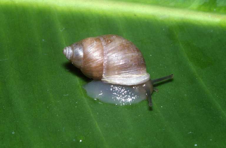Moorean Viviparous Tree Snail