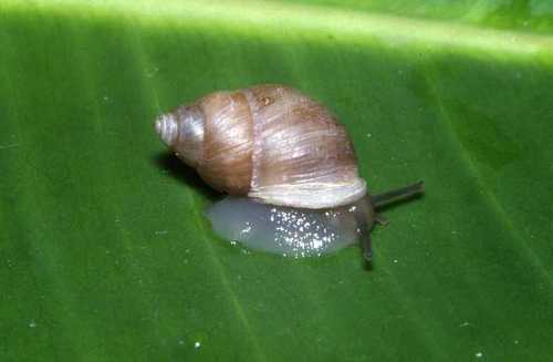 Moorean Viviparous Tree Snail