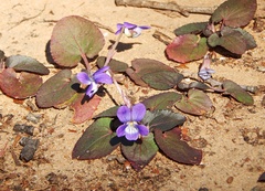 Viola villosa