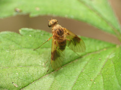 Chrysopilus quadratus