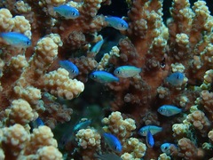 Chromis