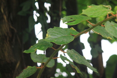 Actinidia chinensis