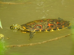 Trachemys venusta cataspila