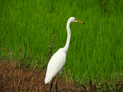 Ardea alba