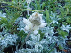 Lupinus lepidus lobbii