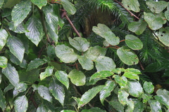 Actinidia chinensis
