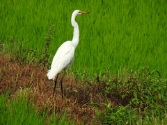 Ardea alba