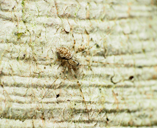 Northern Long-toothed Sheetweaver photo 5